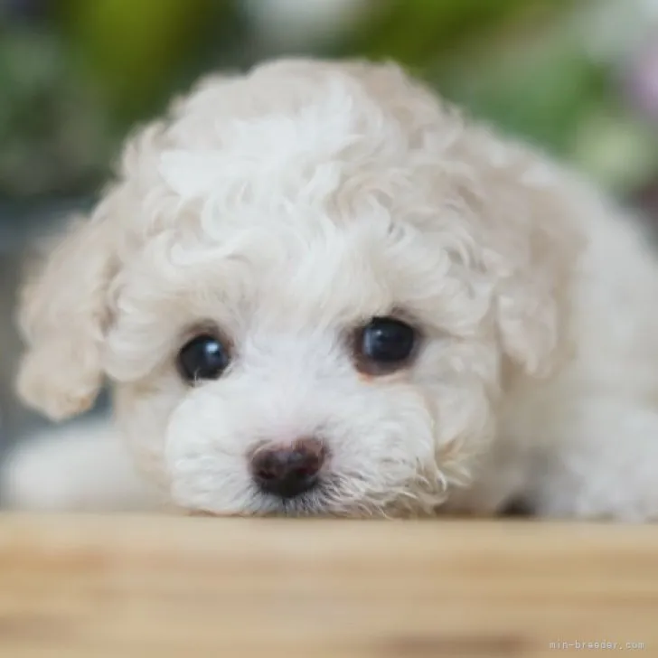 ID:2304-01134の子犬