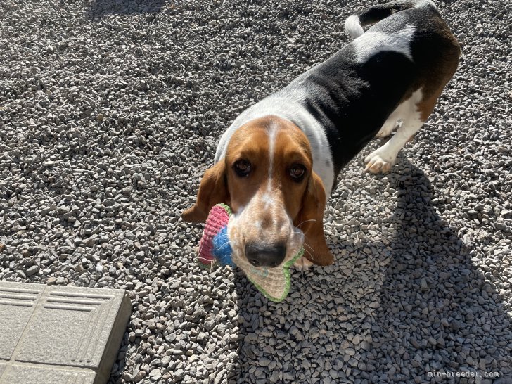 メーテル　ジョイチャイルド血統　遺伝子検査クリア｜伊佐地　孝子(いさじ　たかこ)ブリーダー(岐阜県・バセットハウンドなど・JKC登録)の紹介写真4