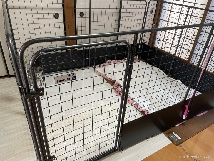 子育てルーム｜伊佐地　孝子(いさじ　たかこ)ブリーダー(岐阜県・バセットハウンドなど・JKC登録)の紹介写真7