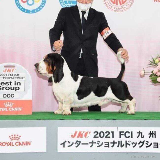 伊佐地　孝子(いさじ　たかこ)ブリーダー(岐阜県・バセットハウンドなど・JKC登録)の紹介写真9