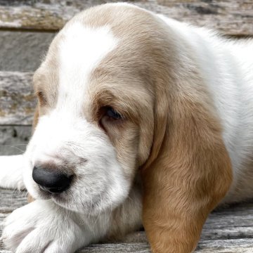 バセットハウンド【岐阜県・男の子・2025年9月27日・レモンカラー】の写真「どっしりとした骨量ある男の子です」