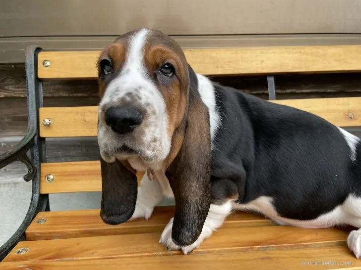 ID：2204-00012の子犬