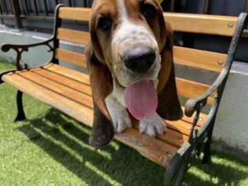 バセットハウンド【岐阜県・男の子・2022年2月27日・ハウンドカラー】の写真「優しい性格の甘えん坊君です」