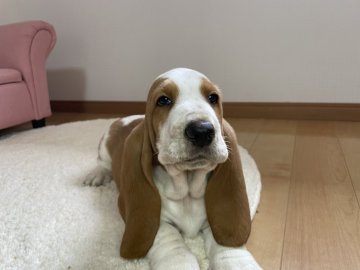 バセットハウンド【岐阜県・男の子・2022年2月27日・レモン&ホワイト】の写真「色素の濃いレモンカラーです」