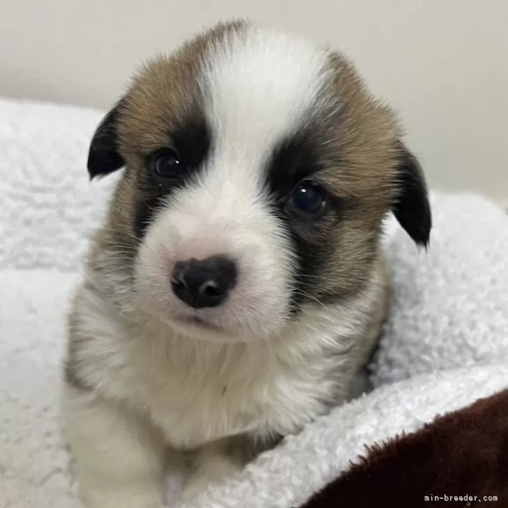 ID:2503-01726の子犬