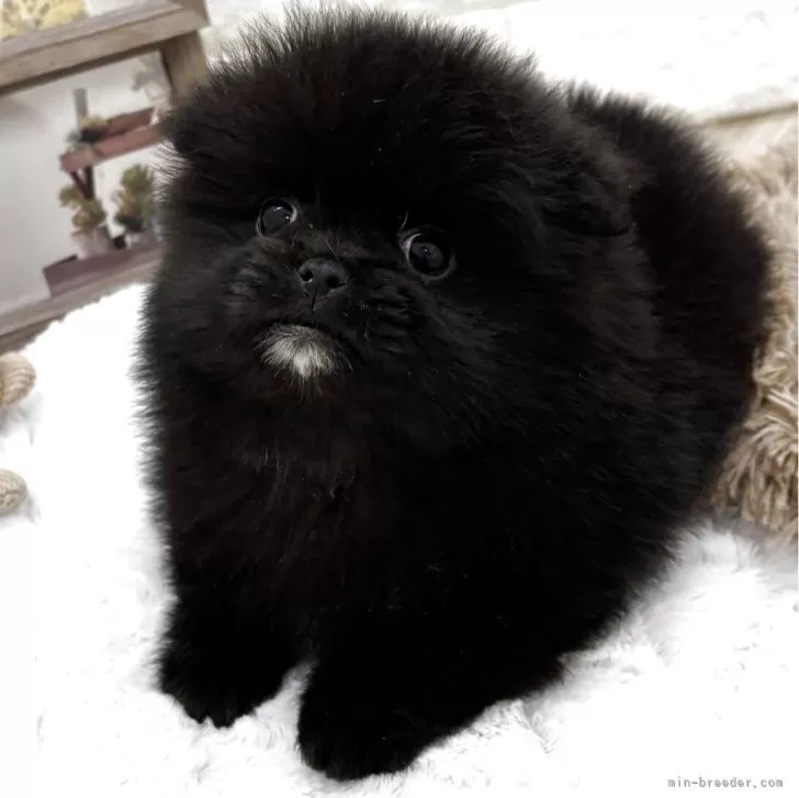 ID:2504-02050の子犬