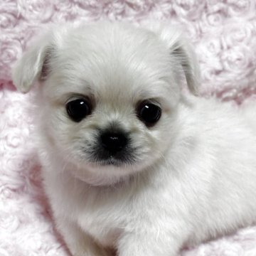 ペキチワ(チワワ×ペキニーズ)【北海道・女の子・2025年10月3日・クリーム】の写真「くりくりお目々の可愛らしい女の子です😊」