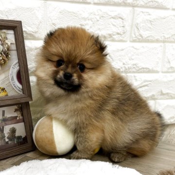 ポメラニアン【北海道・女の子・2025年5月1日・オレンジセーブル】の写真「たぬき顔で毛吹きがとても良い女の子です。甘えん坊さ」