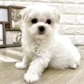 マルチーズ