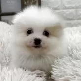 ポメラニアン