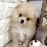 ポメラニアン