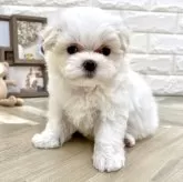 マルチーズ