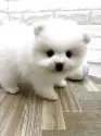 ポメラニアン【北海道・女の子・2025年8月23日・クリーム】の写真3