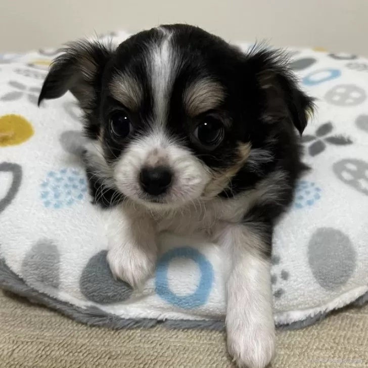 ID：2404-06059の子犬