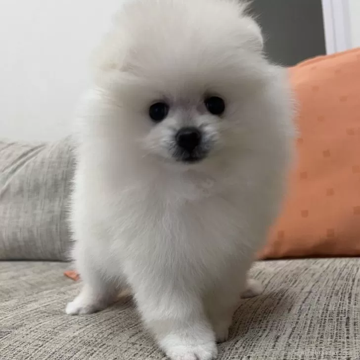 ID：2404-04051の子犬