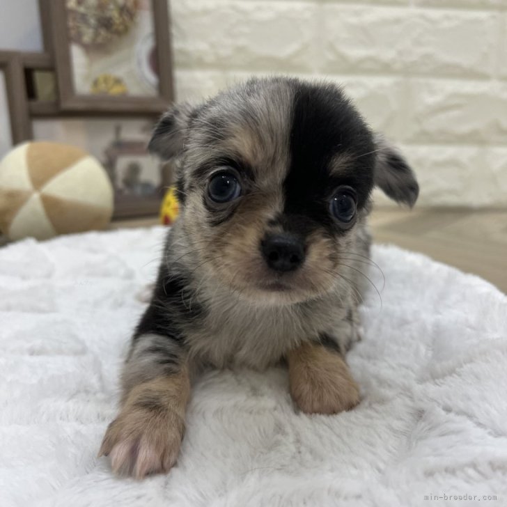 マロン君 様のお迎えした子犬