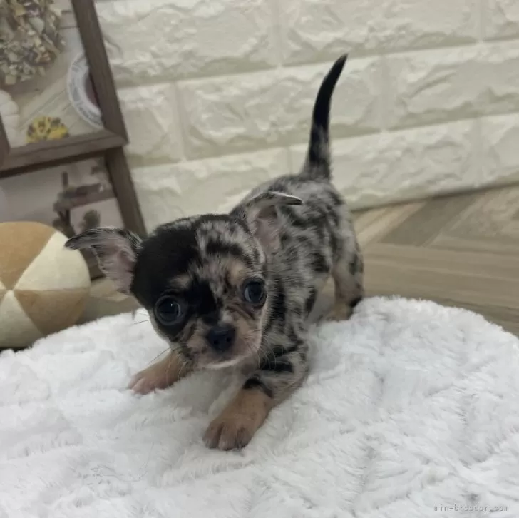 マロン君 様のお迎えした子犬
