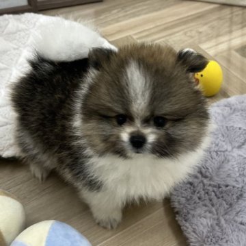 ポメラニアン【北海道・男の子・2024年5月12日・パーティー】の写真「ボテっとした体型でまん丸クマさん🐻」