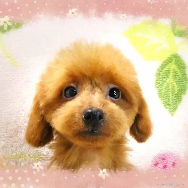 ID:2504-03737の子犬