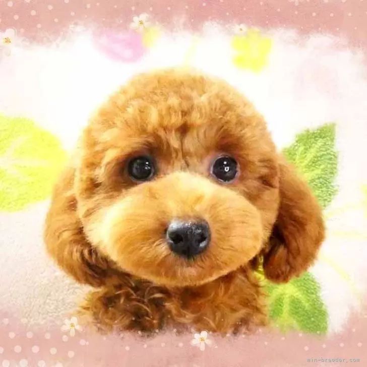 ID：2506-02495の子犬