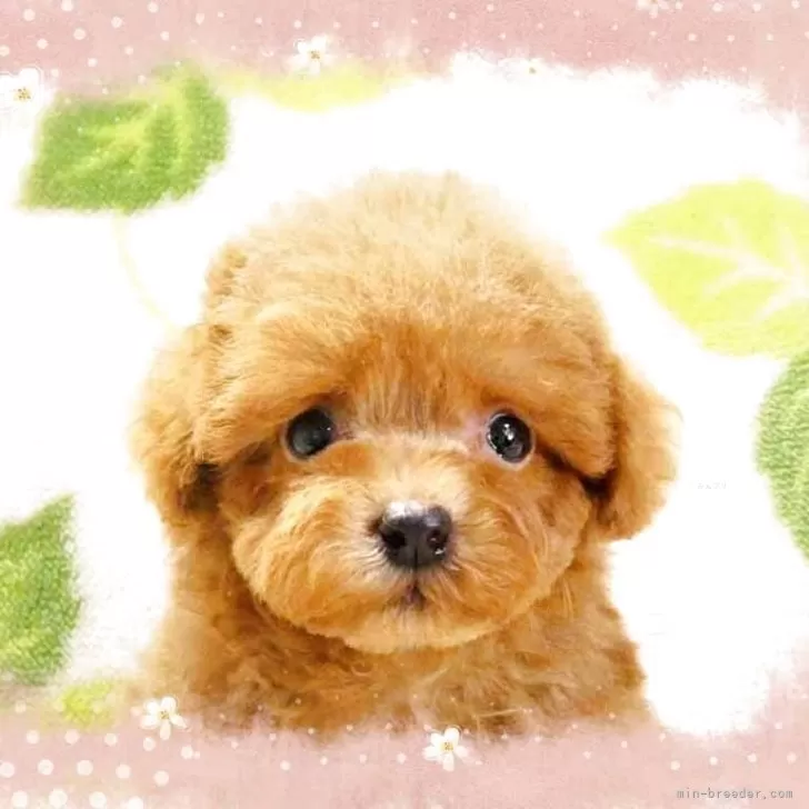 ティーカッププードル【千葉県・男の子・2025年8月12日・レッド】の写真1