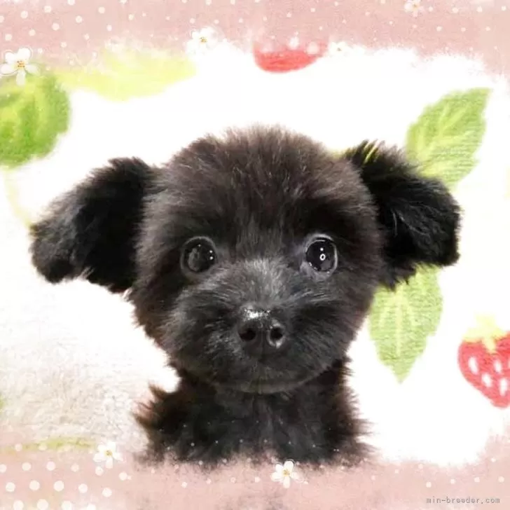 ID：2506-05438の子犬