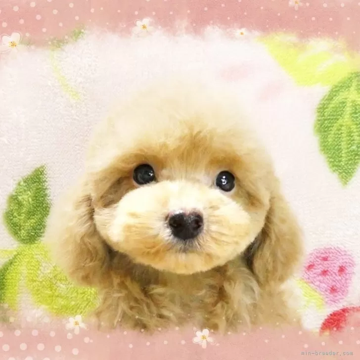 ようへい 様のお迎えした子犬
