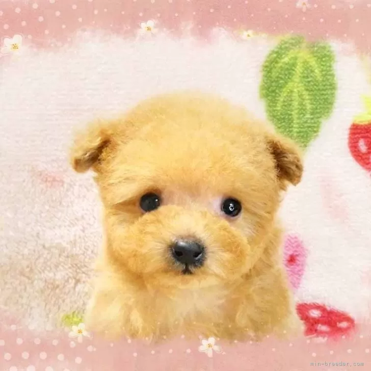 ID：2505-03609の子犬