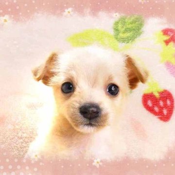 チワプー(チワワ×トイプードル)【千葉県・男の子・2025年10月7日・クリーム】の写真「極小!!お目々クリックリ☆愛嬌たっぷり可愛い男の仔」