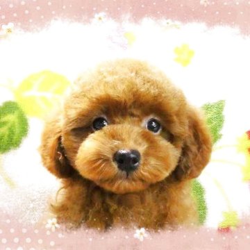 タイニープードル【千葉県・男の子・2025年4月8日・レッド】の写真「タイニー予想!!愛嬌たっぷりまん丸お顔の男の仔♪」