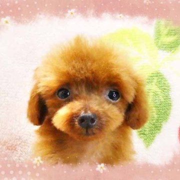 トイプードル(ティーカップ)【千葉県・女の子・2025年2月14日・レッド】の写真「マイクロティーカップ!!☆ホントめっちゃチビチビ❤」