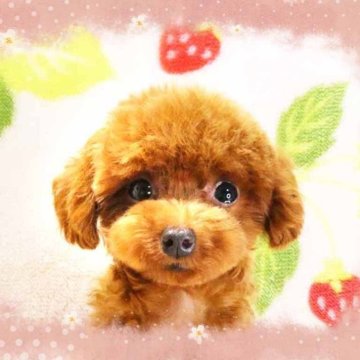 ティーカッププードル【千葉県・女の子・2025年2月14日・レッド】の写真「マイクロティーカップ!!☆ホントめっちゃチビチビ❤」