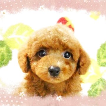 タイニープードル【千葉県・男の子・2025年4月8日・レッド】の写真「タイニー予想!!愛嬌たっぷりまん丸お顔の男の仔♪」