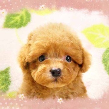 トイプードル(ティーカップ)【千葉県・男の子・2025年8月12日・レッド】の写真「ティーカップ予想☆めっちゃ可愛い優しいお顔の男の仔」