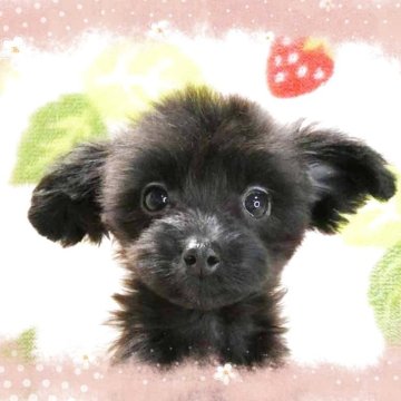 チワプー 千葉県のチワプー(チワワ×トイプードル)の子犬を探す
