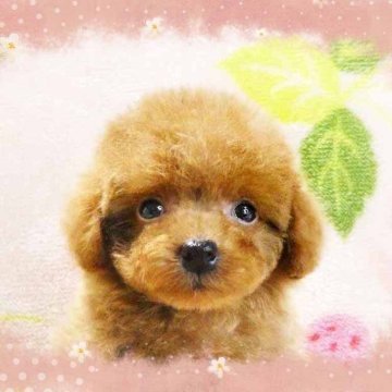トイプードル(ティーカップ)【千葉県・男の子・2025年3月30日・レッド】の写真「ティーカップ予想!!スタイル抜群毛質最高!!男の仔」