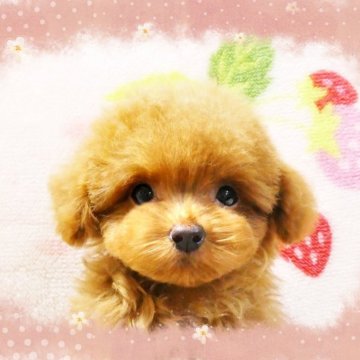トイプードル(ティーカップ)【千葉県・女の子・2025年2月5日・レッド】の写真「☆ティーカップ予想!!☆めっちゃカワイイ女の仔♪」