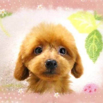 ティーカッププードル【千葉県・男の子・2025年2月14日・レッド】の写真「ティーカップ予想☆めちゃ可愛い優しいお顔のイケメン」