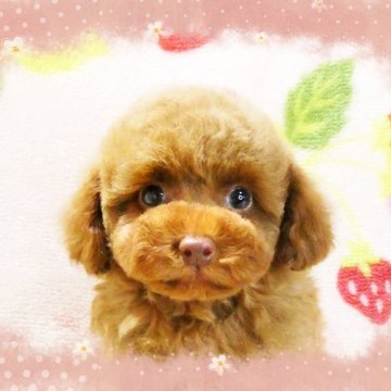 トイプードル(タイニー)【千葉県・女の子・2024年12月24日・レッド】の写真「☆タイニーサイズ予想!!☆短いお鼻お目々もクリクリ」