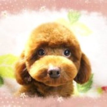 トイプードル(タイニー)【千葉県・女の子・2024年2月7日・レッド】の写真「タイニーサイズ予想!!☆お目々クリック女の仔」