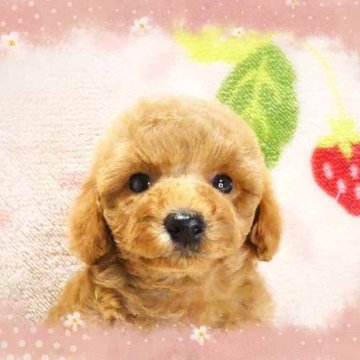 トイプードル(ティーカップ)【千葉県・女の子・2025年10月4日・レッド】の写真「ティ～タイニー予想短いお鼻お目々もクリクリ女の仔♪」