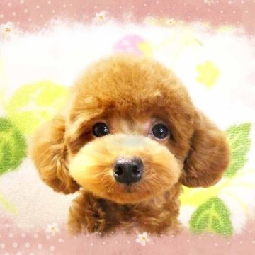 トイプードル(ティーカップ)【千葉県・男の子・2025年3月30日・レッド】の写真「ティーカップ予想!!スタイル抜群毛質最高!!男の仔」