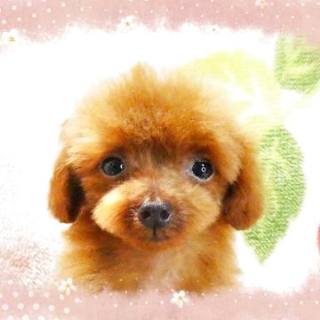 ティーカッププードル【千葉県・女の子・2025年2月14日・レッド】の写真「マイクロティーカップ!!☆ホントめっちゃチビチビ❤」