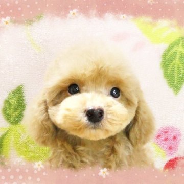 トイプードル(タイニー)【千葉県・男の子・2025年2月14日・アプリコット】の写真「タイニー予想!☆短いお鼻愛らしい円らな瞳の男の仔♪」