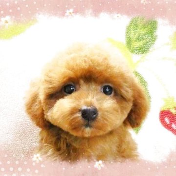 トイプードル(ティーカップ)【千葉県・女の子・2025年4月8日・レッド】の写真「ティーカップ予想‼まん丸な幼顔お鼻の短い女の仔♪」