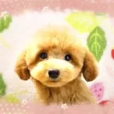 タイニープードル