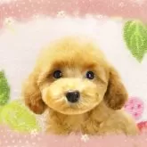 タイニープードル