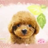 ティーカッププードル