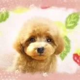 ティーカッププードル