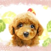 トイプードル